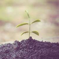 Carbon sequestration in soil: The potential underfoot