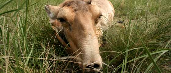 Catastrophic mass die-off of saiga antelopes seen in central Kazakhstan