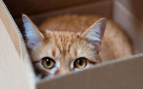 Cat shelter findings: Less stress with box access