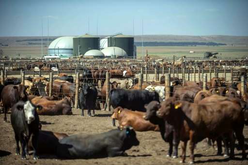 Cattle graze near the Bio2Watt power plant