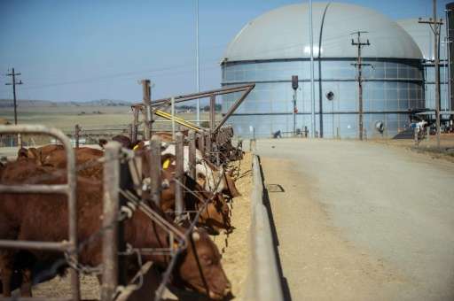 Cattle ready to produce dung at the Bio2Watt power plant, where cow manure is used to produce electricity
