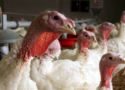 CDC eyeing bird flu vaccine for humans, though risk is low