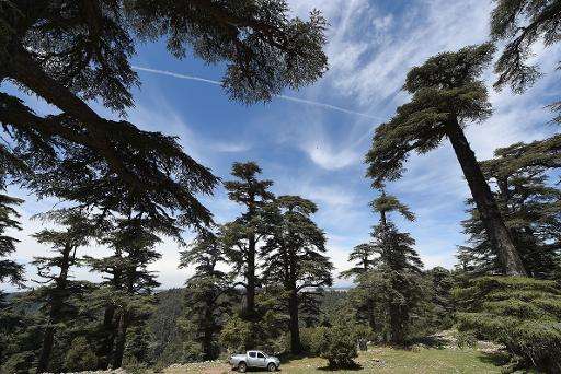 Cedar trees in the Cedrus Atlantica forest, which covers about 134,000 hectares of the North African country, near the central c