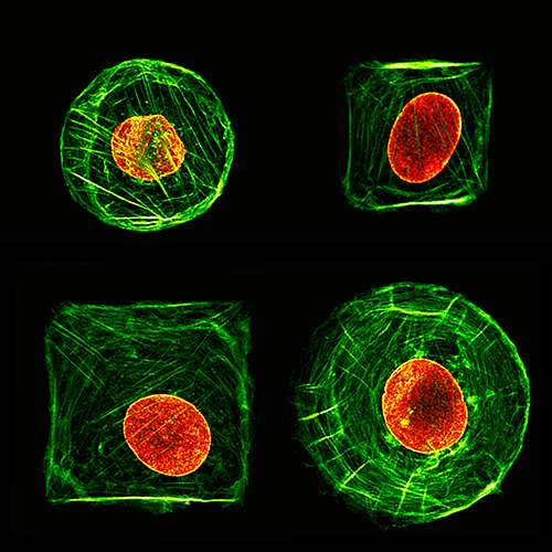 Cell mechanics are more complex than previously thought