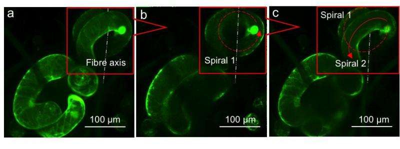 Cells cling and spiral 'like vines' in first 3-D tissue scaffold for plants