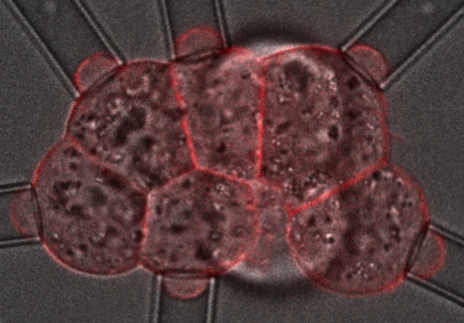 Cells “dance” as they draw together during early embryo development