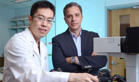Cell that replenishes heart muscle found by UT Southwestern researchers