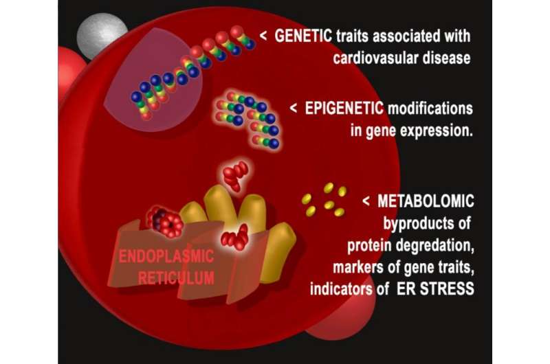 Cellular stress process identified in cardiovascular disease