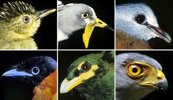 Changes in birds’ ranges may greatly affect ecosystems