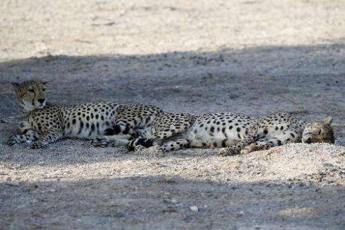 Cheetahs rest in the shade on Sir Bani Yas Island