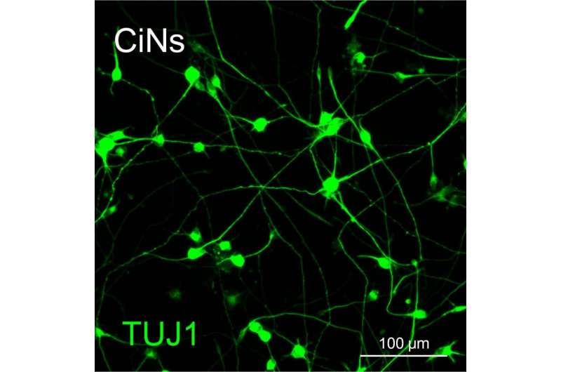 Chemical-only cell reprogramming transforms human and mouse skin cells into neurons