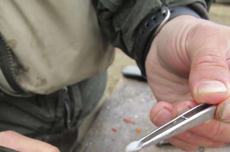 Chemical tags in ear bones track Alaska's Bristol Bay salmon