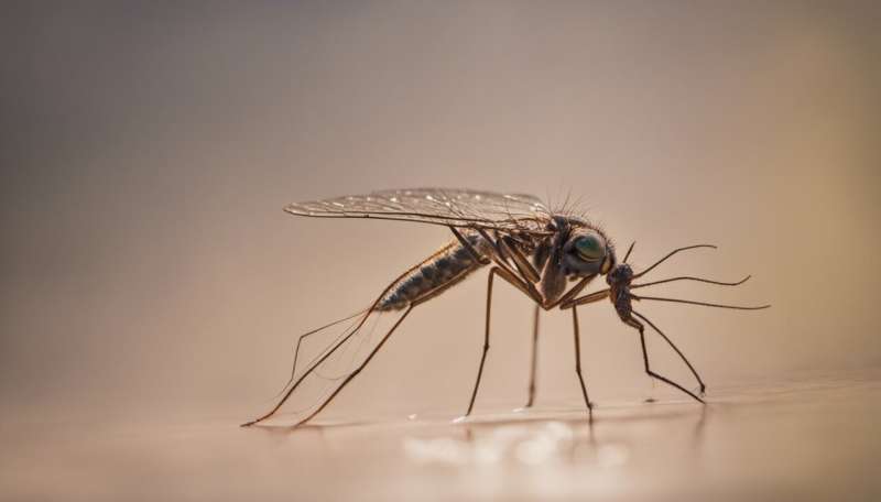Chikungunya test also helps distinguish the illness from other mosquito-borne diseases