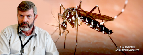 Chikungunya virus may be coming to a city near you -- learn the facts
