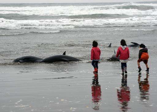 Children look at melon-headed whales beached on the shore of Hokota city, northeast of Tokyo on April 10, 2015