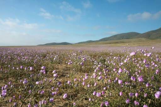 Chile plans to build a hydroelectric power plant in the world's most arid desert—the Atacama—in a revolutionary attempt to gener