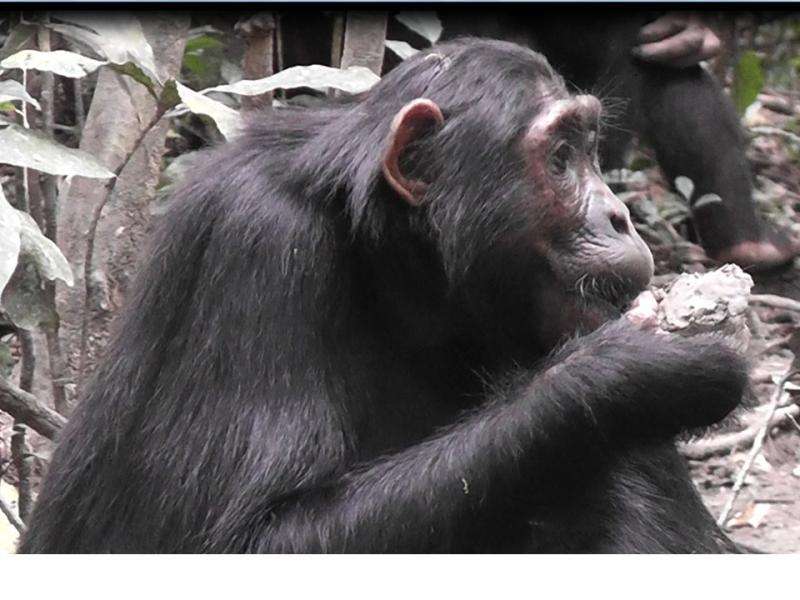 Chimpanzees binge on clay to detox and boost the minerals in their diet