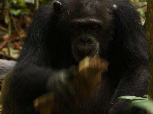 Chimpanzees select nut-cracking tools taking account of up to five different factors