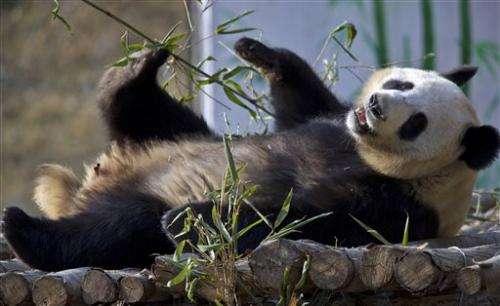 China's latest survey finds increase in wild giant pandas