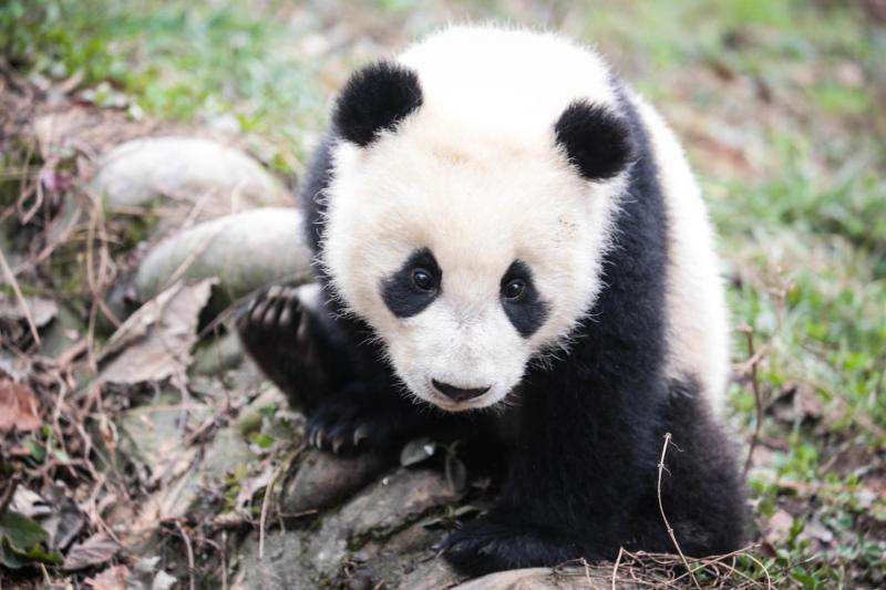 China's protection of giant pandas good for other species too