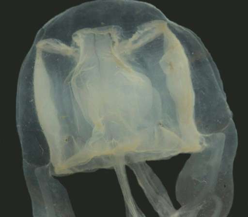 Chiropsella Saxoni, also known as the &quot;pygmy box jellyfish&quot;, was discovered by nine-year-old Australian schoolboy Saxo