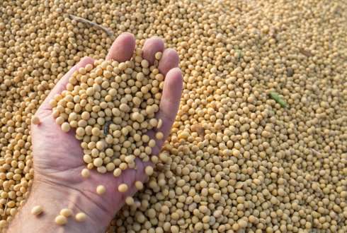 Choosing for not-genetically modified soy results in higher costs for livestock