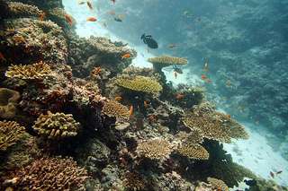 Christmas Island plate corals hit hard by disease