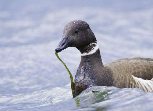 'Citizen science' reveals positive news for Puget Sound seabirds