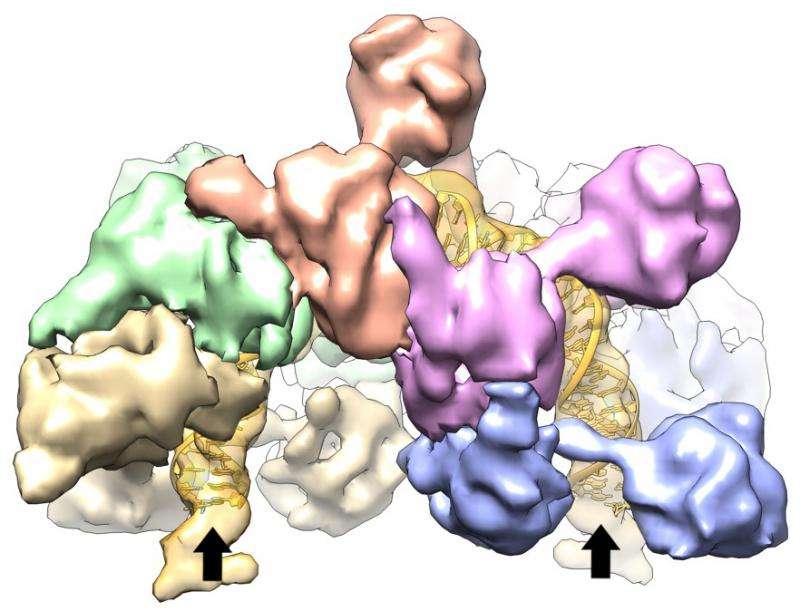 Clamshell-shaped protein puts the 'jump' in 'jumping genes'