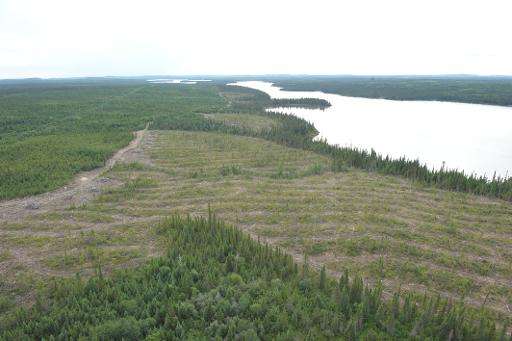Clear-cut forest on the Broadback River pictured on August 18, 2015, in Waswanipi, Canada
