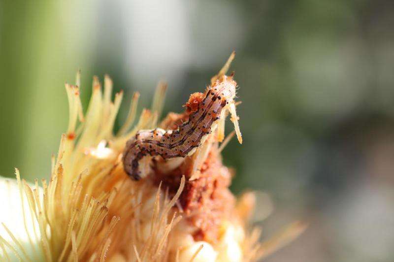 Clemson scientists stopping small insects from doing big damage to corn