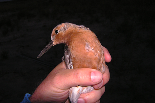 Climate change threatens red knot population