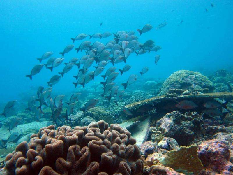 Climate impacts on marine biodiversity
