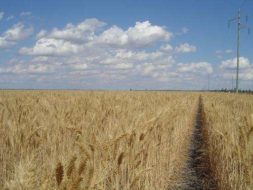 Climate projections show ways to improve crop yields