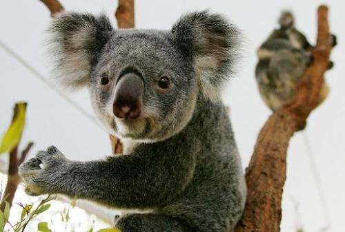 Close to 700 koalas have been killed off by authorities in southeastern Australia because overpopulation led to the animals star