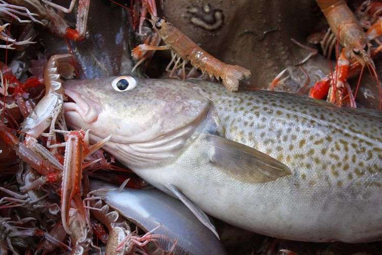 Closure of Clyde spawning ground ‘too little, too late’ to help floundering cod stocks
