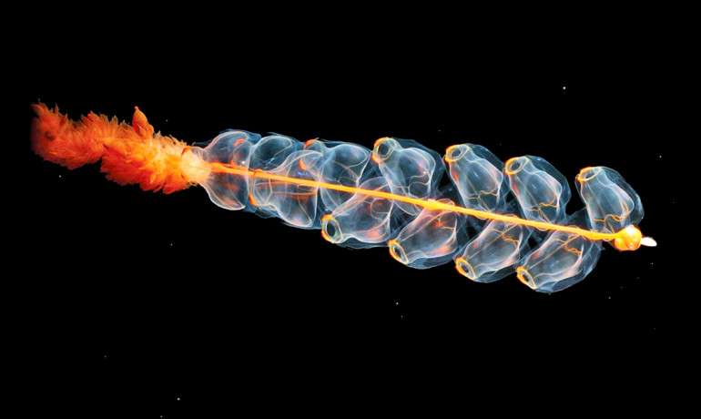 Clues to future of undersea exploration may reside inside a jellyfish-like creature