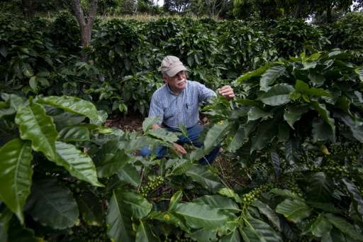 Coffee producer Adrian Hernandez inspects the crop on his farm Altamira, in Barva Heredia, Heredia, on August 25, 2015