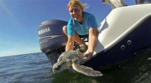 Cold-stunned turtles rehabilitated in New Orleans, released
