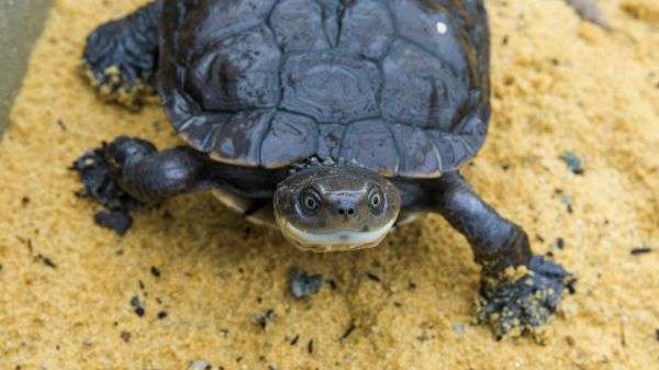 Colonisation benefits illustrated via tortoise program