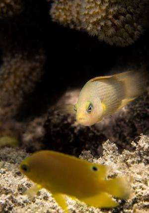 Color-morphing reef fish is a 'wolf in sheep's clothing'