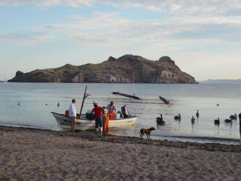 Combining ecology and human needs, researchers assess sustainability of Baja fisheries