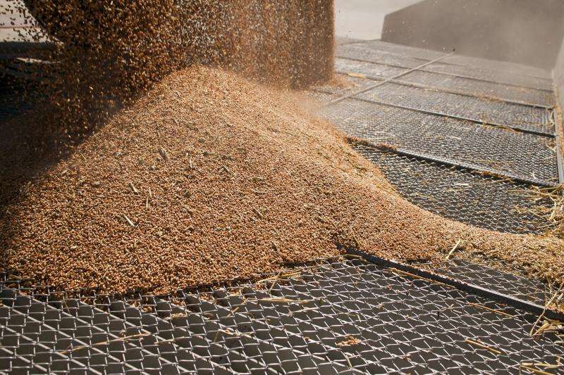 Company eliminates pests from stored grain with ozone and reduce costs