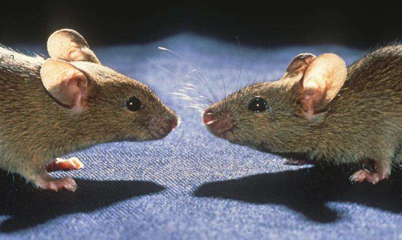 Competing mice reveal genetic defects