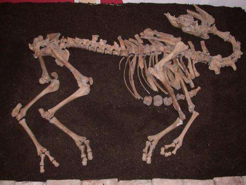 Complete camel skeleton unearthed in Austria