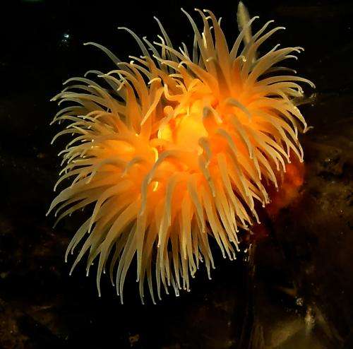 Complex nerve-cell signaling traced back to common ancestor of humans and sea anemones