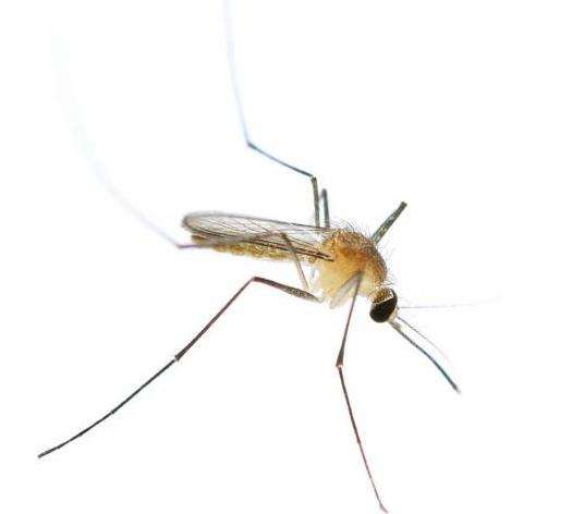 Conflict has little effect on malaria control