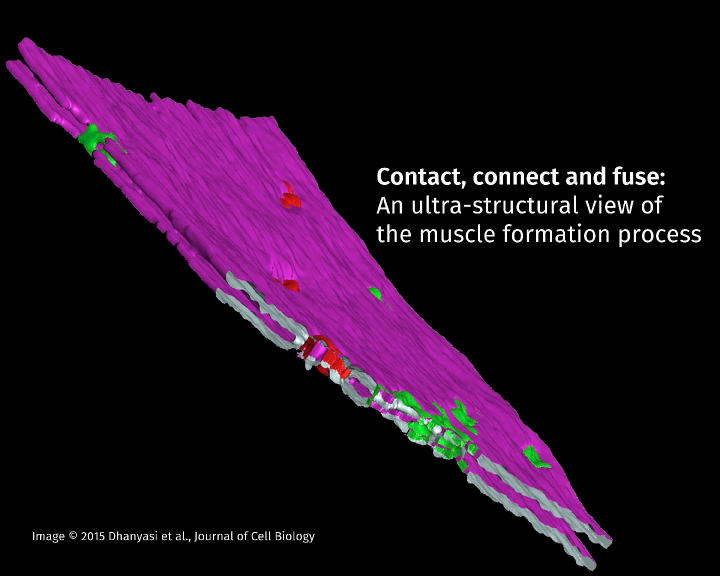 Contact, connect and fuse: An ultra-structural view of the muscle formation process