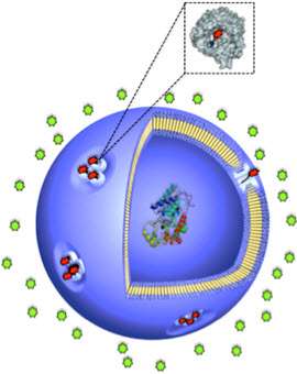 Controllable protein gates deliver on-demand permeability in artificial nanovesicles