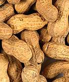 Controlled exposure to peanuts at early age shows promise as allergy treatment